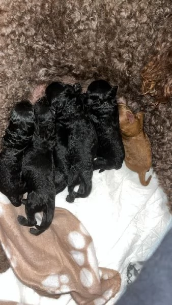 Cuccioli barboncino nano | Foto 4