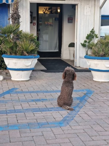 Cuccioli barboncino nano | Foto 3