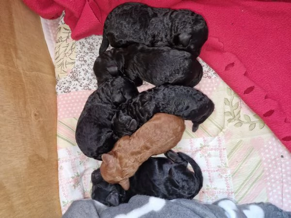 Cuccioli barboncino nano | Foto 2