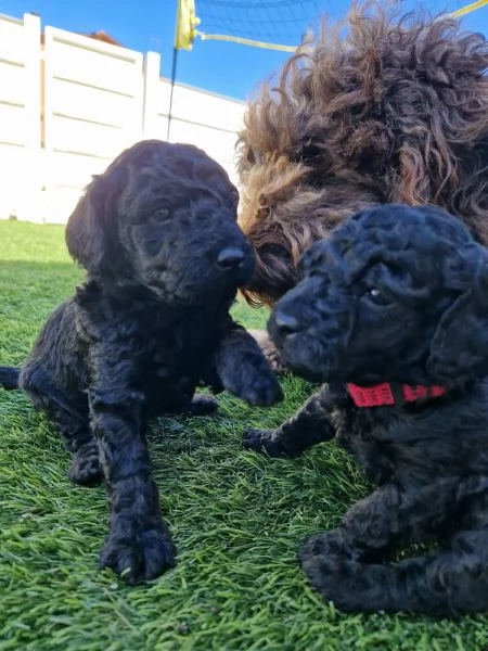 Cuccioli barboncino nano | Foto 1