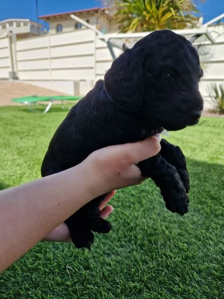 Cuccioli barboncino nano | Foto 0