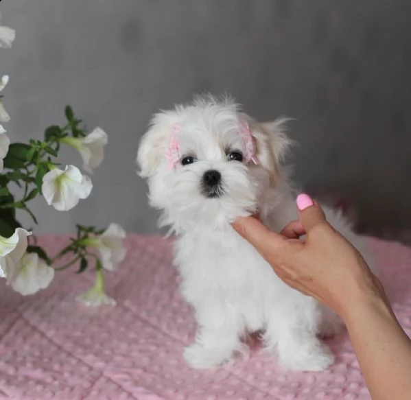 maltesini 3 mesi e mezzo