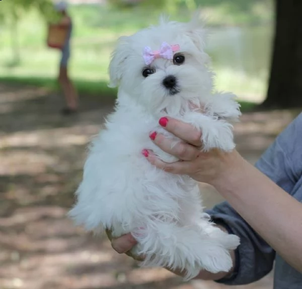 maltesini 3 mesi e mezzo | Foto 0
