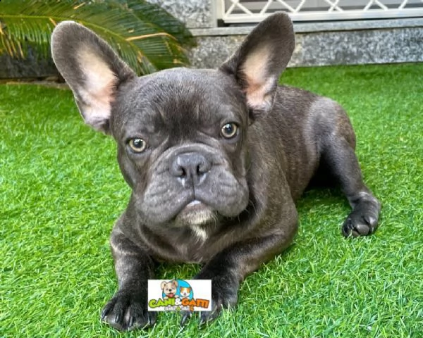  cuccioli di bouledogue francese con pedigree 