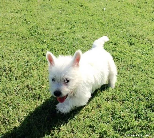  maltese toy e nani cucciolini maltesini 
