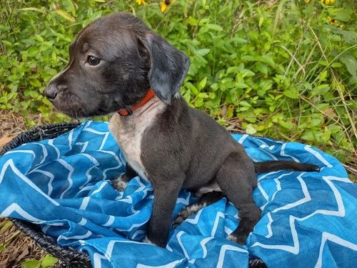 regalo adorabili cuccioli  dobermann  femminucce e maschietti gratuita