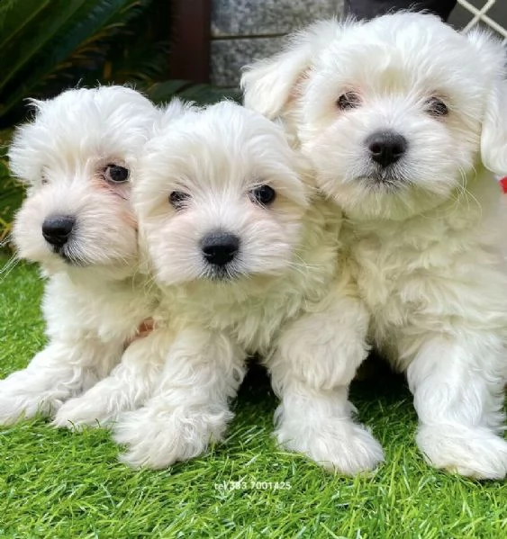 maltese taglia piccola