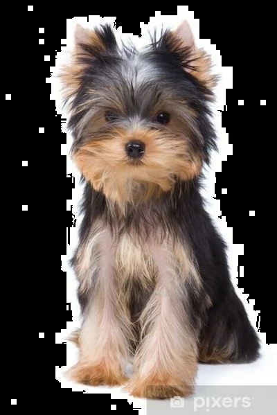 cuccioli di yorkie
