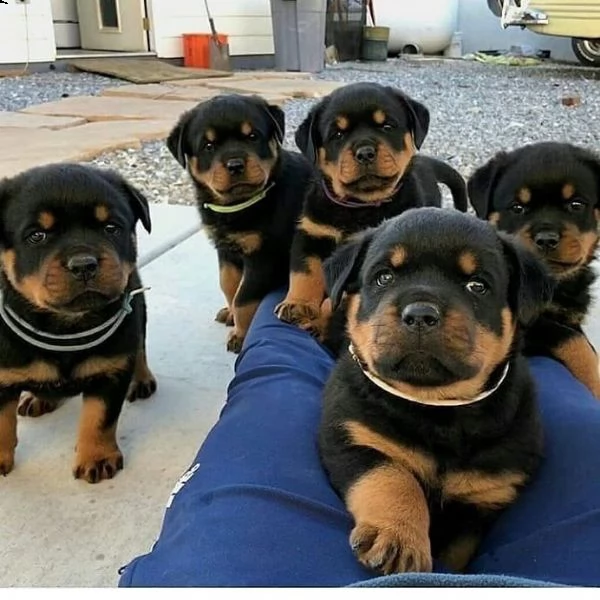 cuccioli di rottweiler in adozione