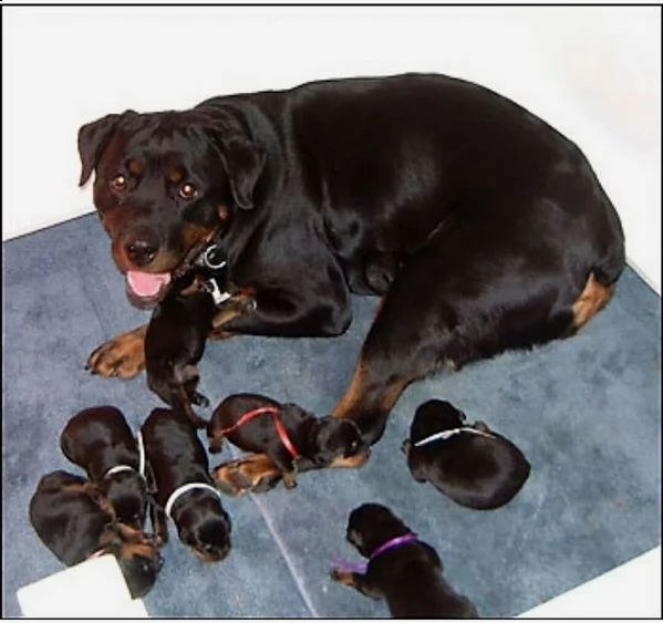 cuccioli di rottweiler in adozione | Foto 0