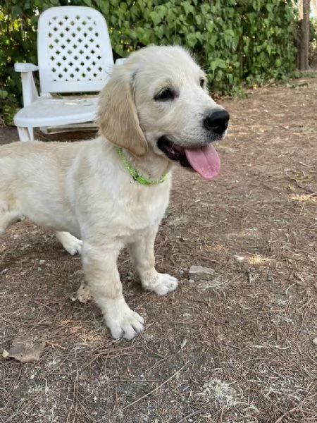 vendita cuccioli golden retriever