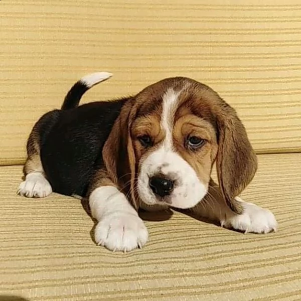 cuccioletto di beagle 