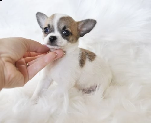 regalo cuccioli dolce e bella chihuahua toy