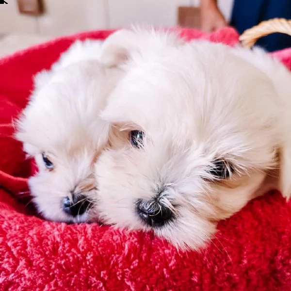 regalo piccoli cuccioli di maltese toy, i cuccioli verranno consegnati con microchip vaccini svermin