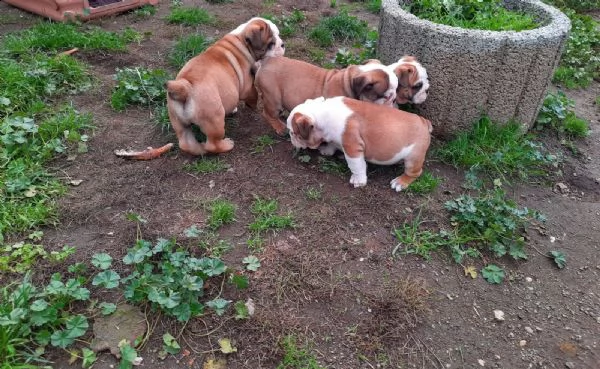 bulldog inglese cuccioli alta genealogia | Foto 1