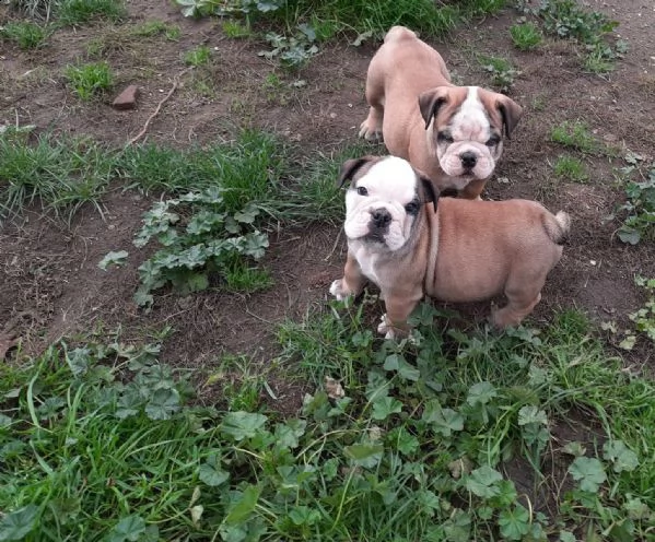 bulldog inglese cuccioli alta genealogia | Foto 0