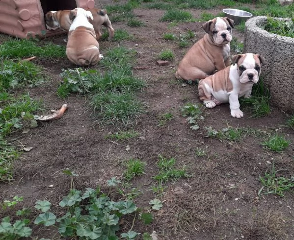 bulldog inglese cuccioli alta genealogia