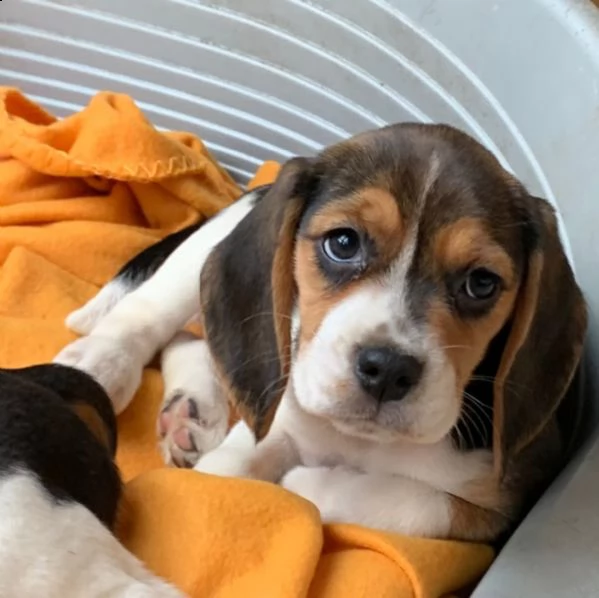 beagle cuccioli splendidi con pedigree | Foto 3