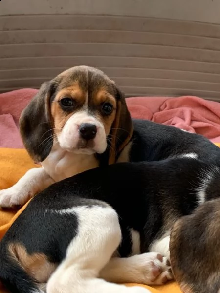 beagle cuccioli splendidi con pedigree | Foto 2