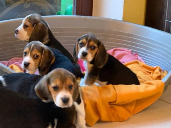 beagle cuccioli splendidi con pedigree