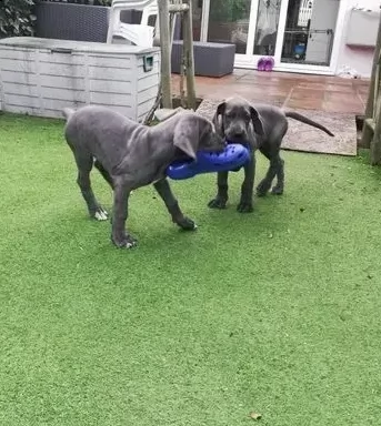 cuccioli di alano disponibili | Foto 2