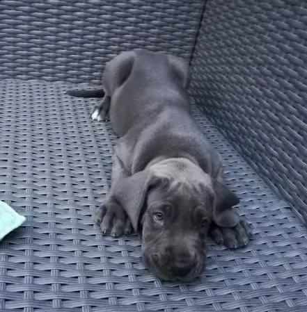 cuccioli di alano disponibili