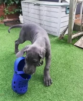 cuccioli di alano disponibili | Foto 1