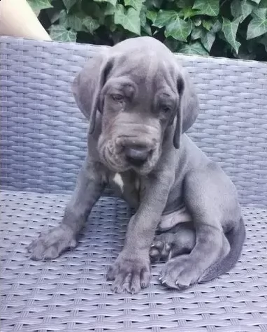 cuccioli di alano disponibili | Foto 0