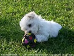 disponibili cuccioli maltesi simpatici e sani