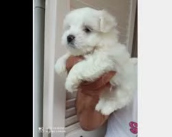 1 disponibili cuccioli maltesi simpatici e sani