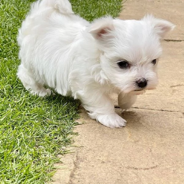 04 disponibili cuccioli maltesi simpatici e sani