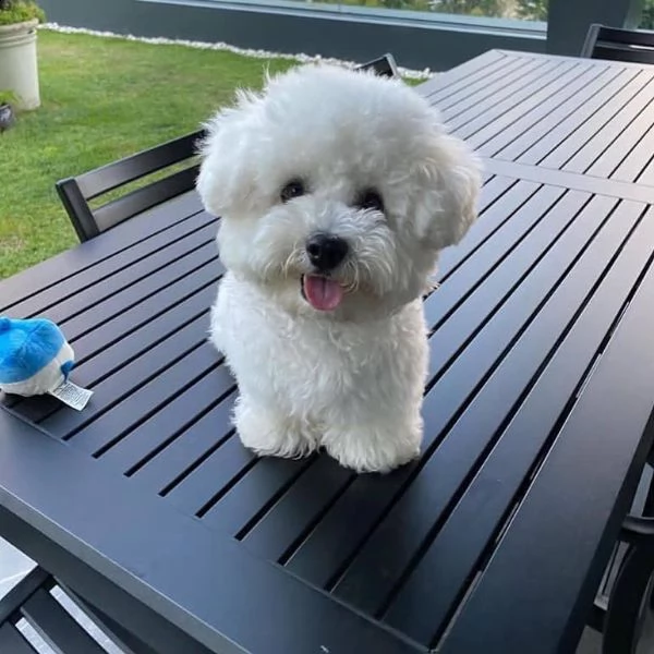 //// disponibili cuccioli maltesi simpatici e sani