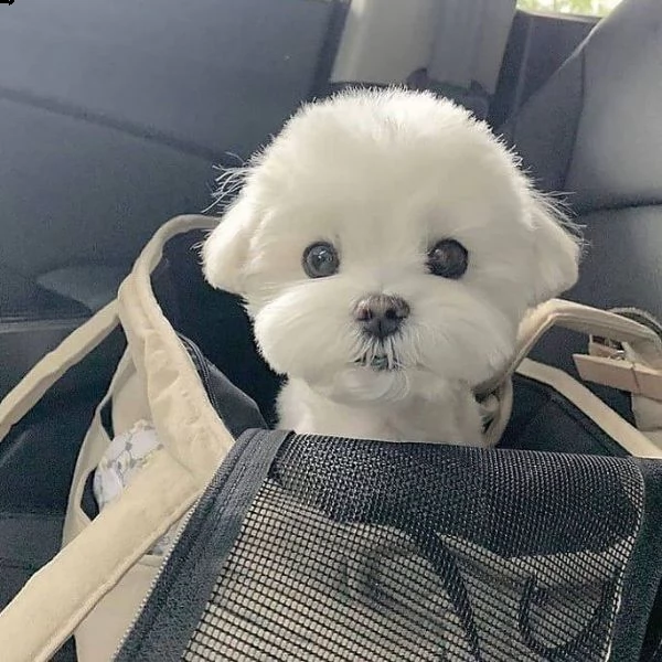 =====disponibili cuccioli maltesi simpatici e sani==