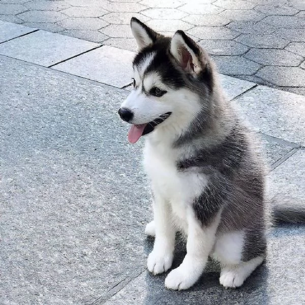 regalo cuccioli di razza siberiano husky consegna con il libretto sanitario,  il michrochip, vaccina