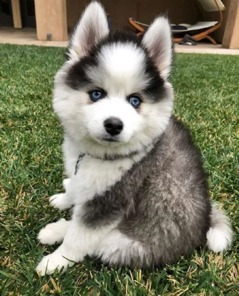 regalo siberian husky con pedigree consegna con : libretto sanitario, vaccini certificati dal veteri