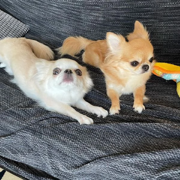 regalo cuccioli dolce e bella chihuahua toy stiamo dando questi nostri cuccioli sani maschi e femmin