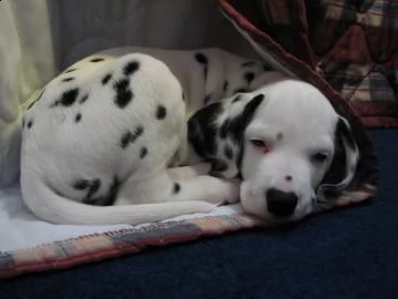cuccioli dalmata con prestigioso pedigree