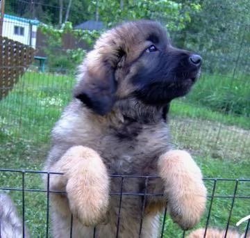 bellissimi cuccioli di leonberger | Foto 2