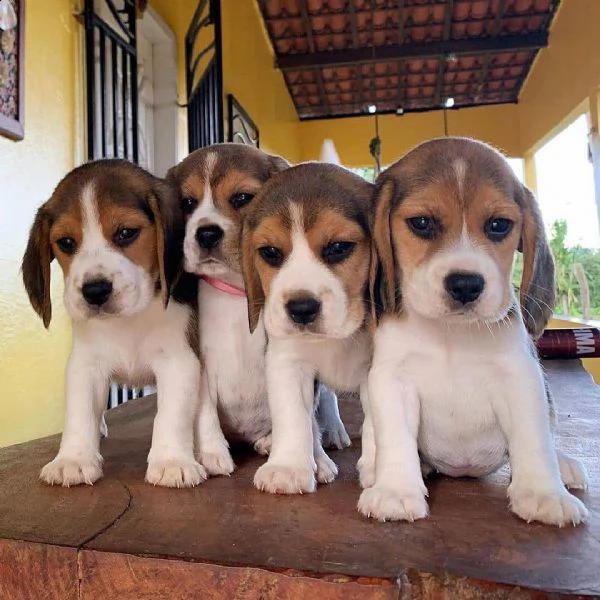 contactez nous pour plus d'information les chiot sont disponible  male et femelle  300€ | Foto 3