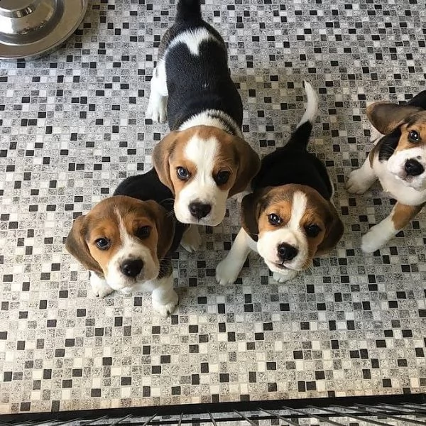 contactez nous pour plus d'information les chiot sont disponible  male et femelle  300€ | Foto 2