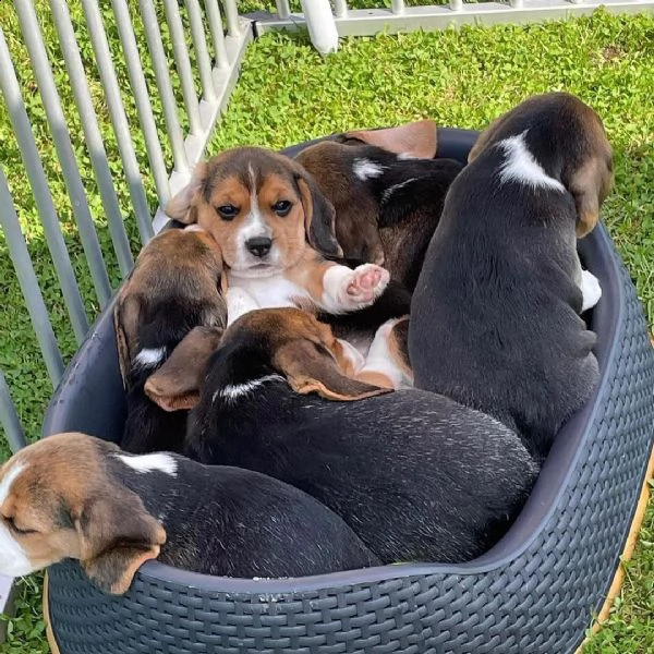 contactez nous pour plus d'information les chiot sont disponible  male et femelle  300€ | Foto 1