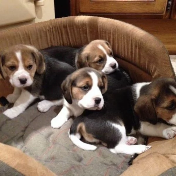 contactez nous pour plus d'information les chiot sont disponible  male et femelle  300€