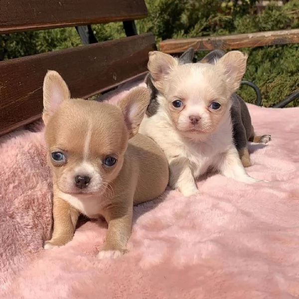  regalo chihuahua cuccioli meravigliosi ! 