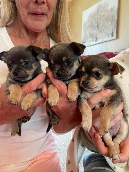 regalo cuccioli di chihuahua mini toy