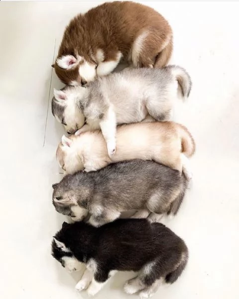 cuccioli di bucciae tre adorabili lascia il tuo contatto se vuoi chattare