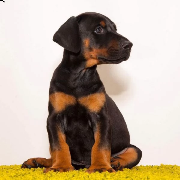 regalo adorabili cuccioli dobermann femminucce e maschietti disponibili verranno ceduti con pedigree