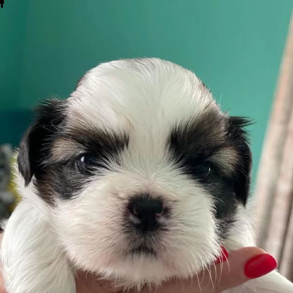 regalo bellissimi cuccioli allevati shih-tzu, colore bianco e nero. due e una feminuccia maschietti.