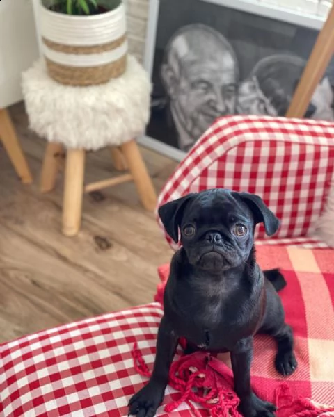 adorabili cuccioli di carlino messi in adozione, sono gabbie domestiche aggiornate sullo scatto, int