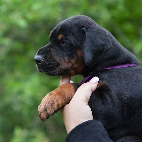 adorabili cuccioli di doberman pinscher predisposti per l'adozione, sono gabbie domestiche aggiornat