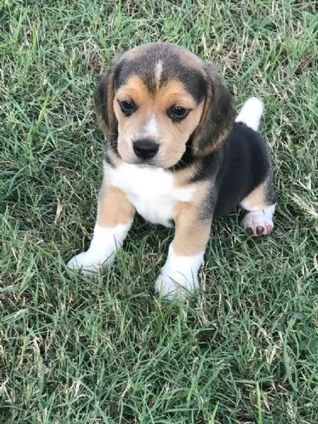 cuccioletto di beagle 